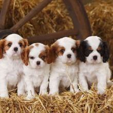 Puppies for sale king charles spaniel - Sweden, Sundsvall