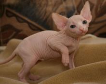 Kittens for sale other cat breed, sphynx - Cyprus, Limassol