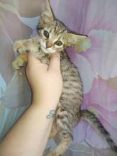 Kittens for sale other cat breed, savannah - Cyprus, Nicosia