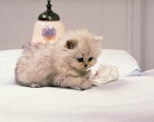 Kittens for sale munchkin - Cyprus, Limassol