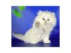 Продам котенка Россия, Самара Британская кошка