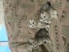Продам котенка Россия, Нижний Новгород Британская кошка