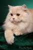Продам котенка Россия, Санкт-Петербург Британская кошка