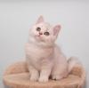 Продам котенка Украина, Доставка в Ваш город Шиншилла