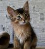 Продам котенка Россия, Севастополь Сомалийская