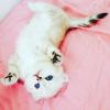 Продам котенка Россия, Краснодар Британская кошка, Scottish fold