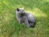 Продам котенка Украина, Днепропетровск Шотландская вислоухая