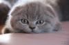 Продам котенка Россия, Нижний Новгород Британская кошка, короткошерстная