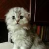 Продам котенка Украина, Днепропетровск Скотиш фолд, хайленд