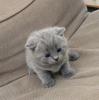 Продам котенка Россия, Кемерово Британская кошка
