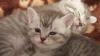 Продам котенка Россия, Чита Британская кошка