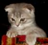 Продам котенка Россия, Краснодар, Краснодар, Краснодарский край Скотиш фолд