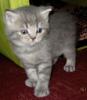 Продам котенка Россия, Краснодар, Краснодар, Краснодарский  Британская кошка