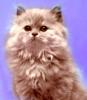 Продам котенка Россия, Краснодар, Краснодар, Краснодарский край Британская кошка, хайландер