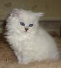 Продам котенка Россия, Краснодар Британская кошка