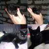 Продам котенка Украина, Киев Бомбей, Американец