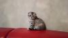 Продам котенка Украина, Киев Британская кошка