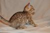 Продам котенка Россия, Московская область, орехово-зуево Бенгальская кошка