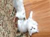 Продам котенка Россия, Краснодар Британская кошка