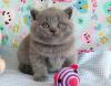Продам котенка Россия, Саранск Британская кошка