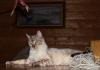 Продам котенка Россия, Москва Бенгальская кошка