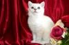 Продам котенка Россия, Москва Британская кошка
