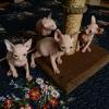Kittens for sale USA, California Other cat breed
