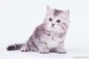 Продам котенка Россия, Саратов Сибирская кошка