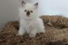 Kittens for sale USA, Florida, Orlando Ragdoll, Ragdoll
