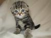 Kittens for sale USA, California, los angeles Scottish Fold, Scottish Fold
