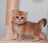 Продам котенка Украина, Доставка в Ваш город , Британские золотистые котята