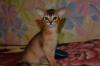 Продам котенка Россия, Симферополь Абиссинская кошка
