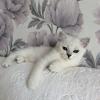 Продам котенка Россия, Москва Британская кошка