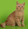 Продам котенка Беларусь, Гомель Британская кошка
