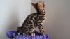 Продам котенка Россия, Краснодар Бенгальская кошка