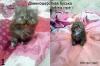 Продам котенка Украина, Днепропетровск Британская кошка