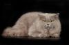 Продам котенка Россия, Москва Британская кошка, Британская длинношерстная 