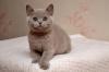 Продам котенка Украина, Симферополь Британская кошка