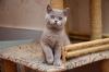 Продам котенка Украина, Запорожье Британская кошка