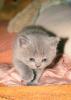 Продам котенка Украина, Харьков Британская кошка