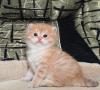 Продам котенка Украина, Доставка в Ваш город ,  Британские золотистые котята
