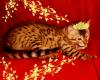 Продам котенка Украина, Днепропетровск Бенгальская кошка