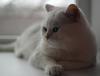 Ищу кошку для вязки Россия, Тольятти Британская кошка
