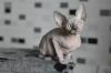 Продам котенка Литва, Вильнюс Канадский сфинкс