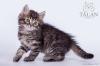 Продам котенка Россия, Саратов Сибирская кошка