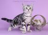 Продам котенка Латвия, Рига Британская кошка, черный мрамор на серебре