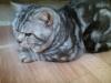 Ищу кота для вязки Россия, Кострома Британская кошка