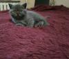 Продам котенка Украина, Одесса Британская кошка