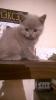 Продам котенка Россия, Барнаул Британская кошка