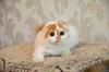 Продам котенка Украина, Полтава Скотиш фолд